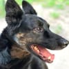 LINA & JONA - Notfall 2er alter Hunde
