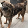 Milo, Mischlingsrüde, 11 Monate