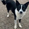 Lucy, Mischlingshündin, 10 Monate