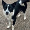 Lucy, Mischlingshündin, 10 Monate