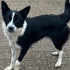 Lucy, Mischlingshündin, 10 Monate