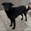 Marley, Mischlingsrüde, 10 Jahre