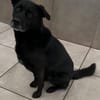 Marley, Mischlingsrüde, 10 Jahre