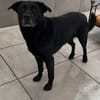 Marley, Mischlingsrüde, 10 Jahre