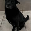 Marley, Mischlingsrüde, 10 Jahre
