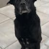 Marley, Mischlingsrüde, 10 Jahre