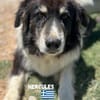 Hercules