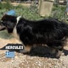 Hercules