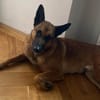 Malinois-Mix ROCKY wartet in 07806 Weira