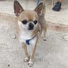 Pepito sucht ein neues Zuhause