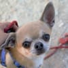 Pepito sucht ein neues Zuhause