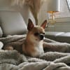 Pepito sucht ein neues Zuhause