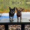 Pepito sucht ein neues Zuhause