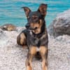 Matiz, Mischlingsrüde, 5 Jahre