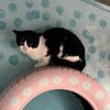FiV+ Katze Minnie aus dem Tierschutz