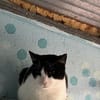 FiV+ Katze Minnie aus dem Tierschutz