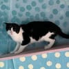 FiV+ Katze Minnie aus dem Tierschutz