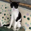 Minnie aus dem Tierschutz