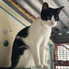 Minnie aus dem Tierschutz