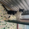 Minnie aus dem Tierschutz
