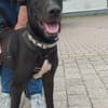 Omega - süßer Jungspund sucht Zuhause