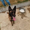 PEPITA QCN