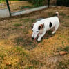 ANTHELIOS QCN