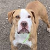 TYSON