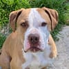 TYSON