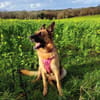 Orla