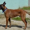 CHICO CHAO