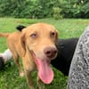ASUKI, chiot femelle Berger Créole
