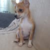 FLASH, chiot mâle type chihuahua (non LOF)