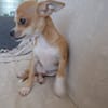 FLASH, chiot mâle type chihuahua (non LOF)