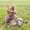Minette