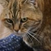 Minette