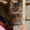 Minette