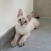 DIEGO