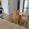 Pavarotti