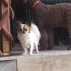 🌸Luna 7 J und Bella 9 Jahre🌸Gemeinsa
