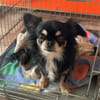 🌸Luna 7 J und Bella 9 Jahre🌸Gemeinsa