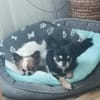 🌸Luna 7 J und Bella 9 Jahre🌸Gemeinsa