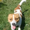Kimo 💙💙💙 Happy-Home gesucht