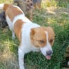 Kimo 💙💙💙 Happy-Home gesucht