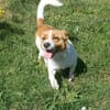 Kimo 💙💙💙 Happy-Home gesucht
