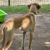 Kiwi unser Zuckermaus sucht DICH...