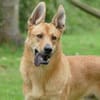 Rico sucht dringend neue Menschen