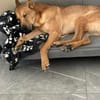 Rico sucht dringend neue Menschen