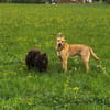 Rico sucht dringend neue Menschen