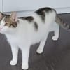 Kater Balou sucht seine tollkühne Crew